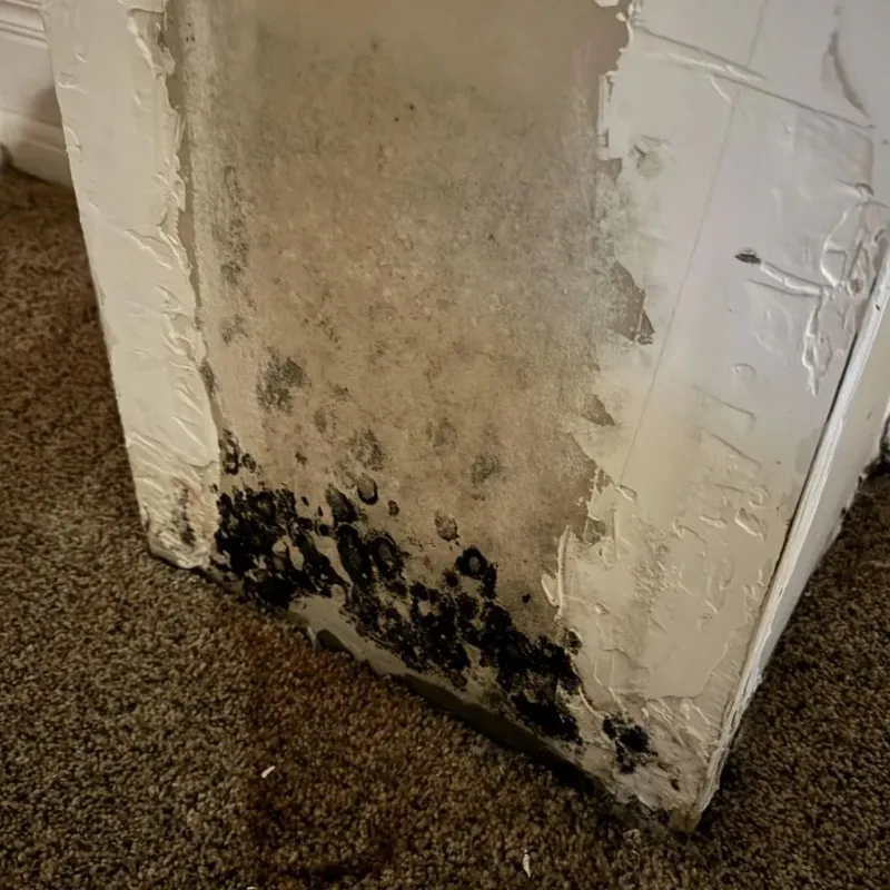 Professional Mold Removal in Red Lodge, MT